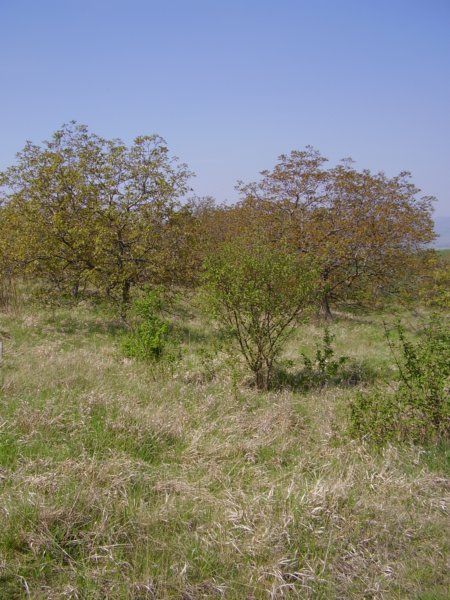 p4270015.jpg