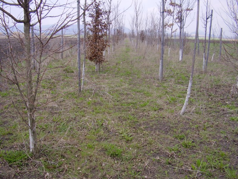 p4200020.jpg